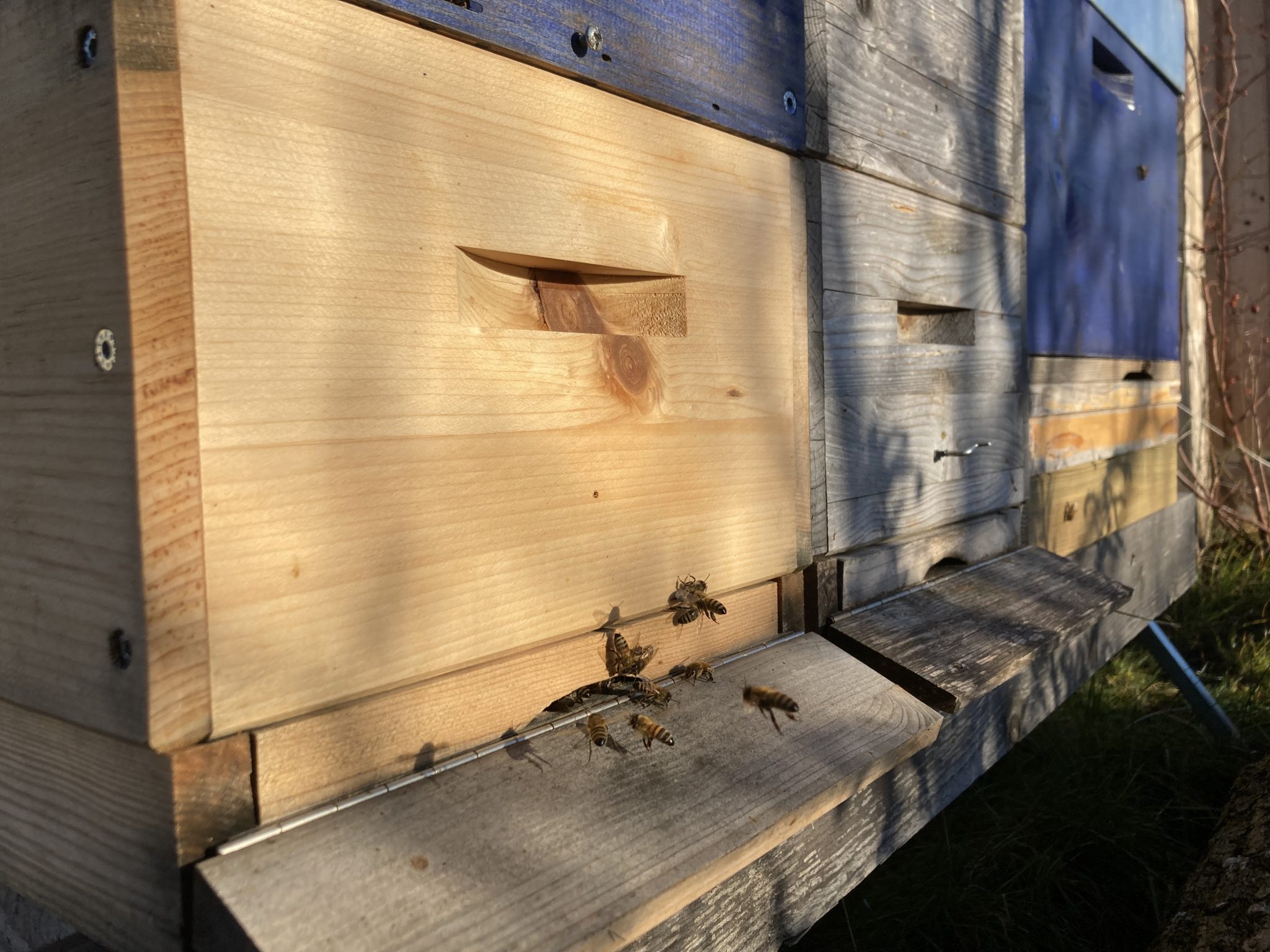 Die Honigsammler in Mickhausen